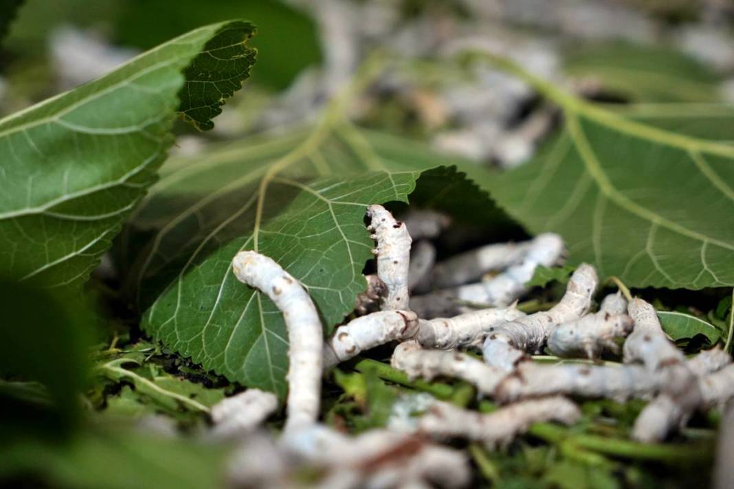 Yeni bir gelir kapısı: 50 günde binlerce lira kazanma fırsatı! Devletten alım garantisi var 1